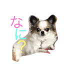 チワワパコの可愛い1日（個別スタンプ：1）
