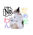 チワワパコの可愛い1日（個別スタンプ：5）