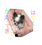 チワワパコの可愛い1日（個別スタンプ：8）