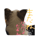 チワワパコの可愛い1日（個別スタンプ：10）