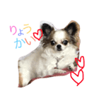 チワワパコの可愛い1日（個別スタンプ：15）