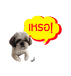 Dog Pig（個別スタンプ：1）