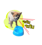 Dog Pig（個別スタンプ：3）