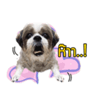 Dog Pig（個別スタンプ：6）