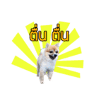 Dog Pig（個別スタンプ：10）