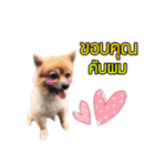 Dog Pig（個別スタンプ：11）