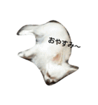 cbnr＆yk（個別スタンプ：37）