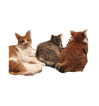 猫達〜（個別スタンプ：2）