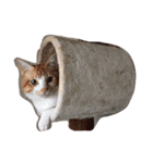 猫達〜（個別スタンプ：4）