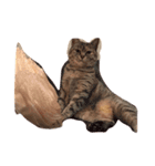 猫達〜（個別スタンプ：6）