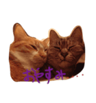 猫達〜（個別スタンプ：7）
