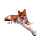 猫達〜（個別スタンプ：8）