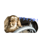 u.maron（個別スタンプ：5）