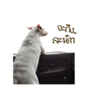 Meay（個別スタンプ：13）