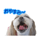 シーズー犬 モモと永吉（個別スタンプ：1）