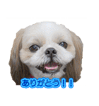 シーズー犬 モモと永吉（個別スタンプ：2）
