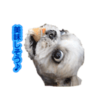 シーズー犬 モモと永吉（個別スタンプ：3）