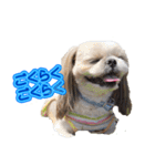 シーズー犬 モモと永吉（個別スタンプ：4）