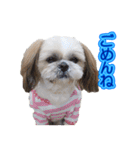 シーズー犬 モモと永吉（個別スタンプ：5）