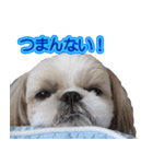 シーズー犬 モモと永吉（個別スタンプ：6）