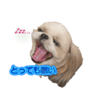 シーズー犬 モモと永吉（個別スタンプ：7）