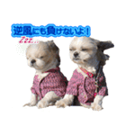 シーズー犬 モモと永吉（個別スタンプ：8）