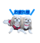 シーズー犬 モモと永吉（個別スタンプ：9）