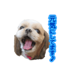 シーズー犬 モモと永吉（個別スタンプ：10）