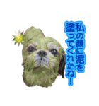 シーズー犬 モモと永吉（個別スタンプ：11）