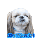 シーズー犬 モモと永吉（個別スタンプ：12）