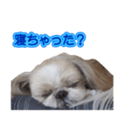 シーズー犬 モモと永吉（個別スタンプ：13）