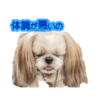 シーズー犬 モモと永吉（個別スタンプ：14）