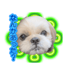 シーズー犬 モモと永吉（個別スタンプ：16）