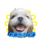 シーズー犬 モモと永吉（個別スタンプ：17）
