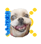 シーズー犬 モモと永吉（個別スタンプ：19）