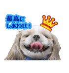 シーズー犬 モモと永吉（個別スタンプ：20）