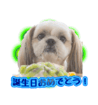 シーズー犬 モモと永吉（個別スタンプ：21）