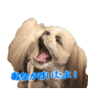 シーズー犬 モモと永吉（個別スタンプ：24）