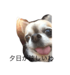 tiyoko re（個別スタンプ：1）
