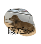 愛犬好きにどうぞ（個別スタンプ：1）