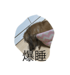 愛犬好きにどうぞ（個別スタンプ：2）