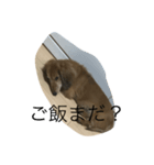愛犬好きにどうぞ（個別スタンプ：3）