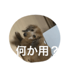 愛犬好きにどうぞ（個別スタンプ：4）