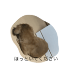 愛犬好きにどうぞ（個別スタンプ：5）