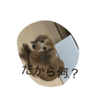 愛犬好きにどうぞ（個別スタンプ：6）