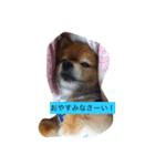 ポメのレオンだよ（個別スタンプ：1）