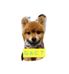 ポメのレオンだよ（個別スタンプ：2）