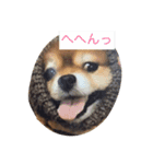 ポメのレオンだよ（個別スタンプ：3）