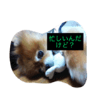 ポメのレオンだよ（個別スタンプ：4）