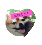 ポメのレオンだよ（個別スタンプ：5）